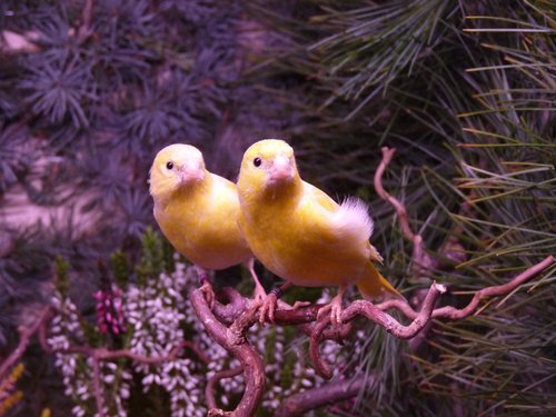 Kanarienvögel