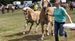 Burgdorfer Pferde- und Hobbytiermärkte starten in die 44. Saison (2)